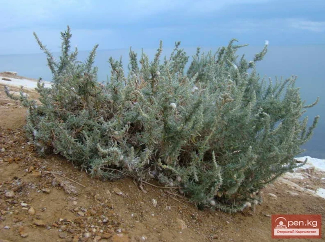 Saponin-containing plants of Kyrgyzstan