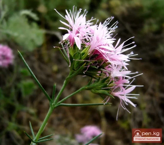 Saponin-containing plants of Kyrgyzstan