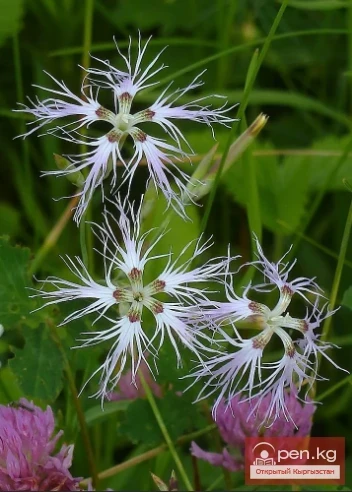 Saponin-containing plants of Kyrgyzstan