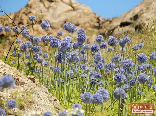 Saponin-containing plants of Kyrgyzstan