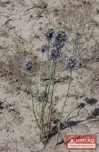 Saponin-containing plants of Kyrgyzstan