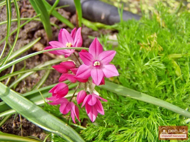 Saponin-containing plants of Kyrgyzstan