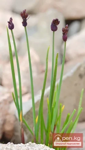 Saponin-containing plants of Kyrgyzstan