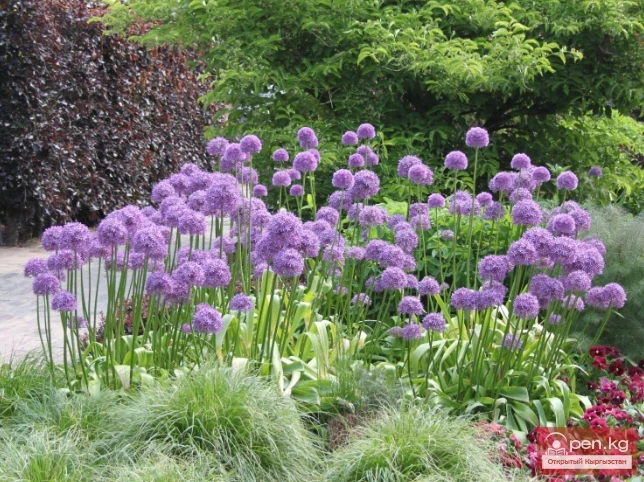 Saponin-containing plants of Kyrgyzstan