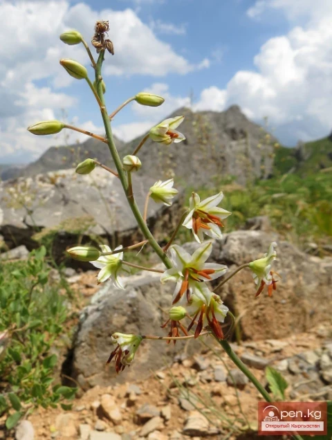 Saponin-containing plants of Kyrgyzstan