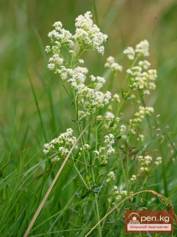 Saponin-containing plants of Kyrgyzstan