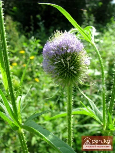 Saponin-containing plants of Kyrgyzstan