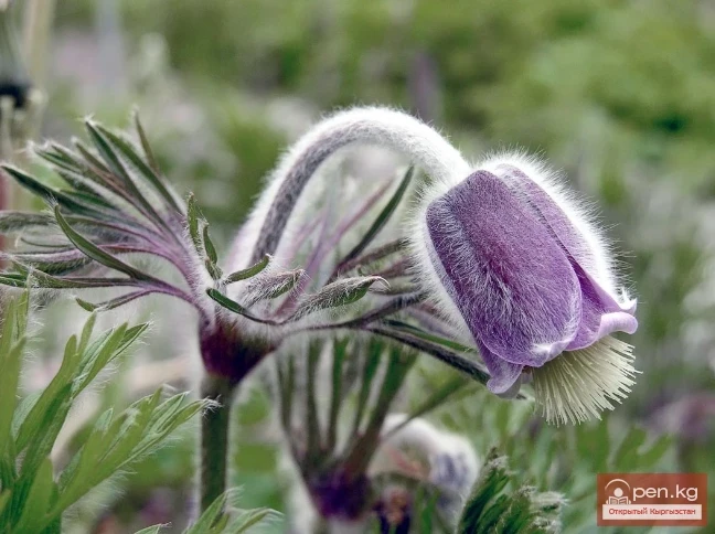 Сапониноносные растения Кыргызстана