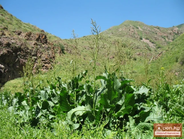 Дубалоо өсүмдүктөр Кыргызстанда