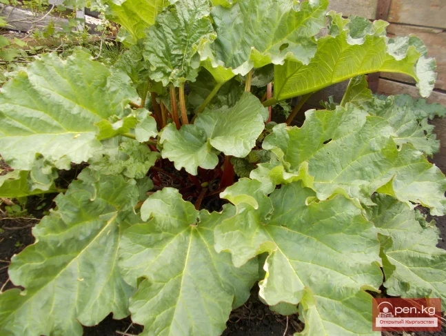 Дубалоо өсүмдүктөр Кыргызстанда