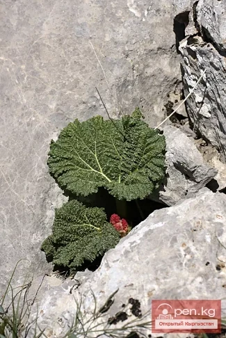 Дубалоо өсүмдүктөр Кыргызстанда