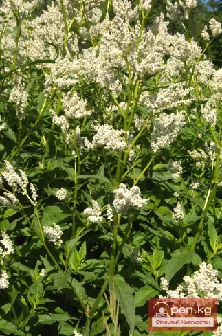 Дубалоо өсүмдүктөр Кыргызстанда