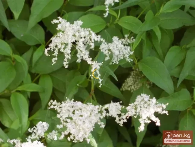 Дубалоо өсүмдүктөр Кыргызстанда