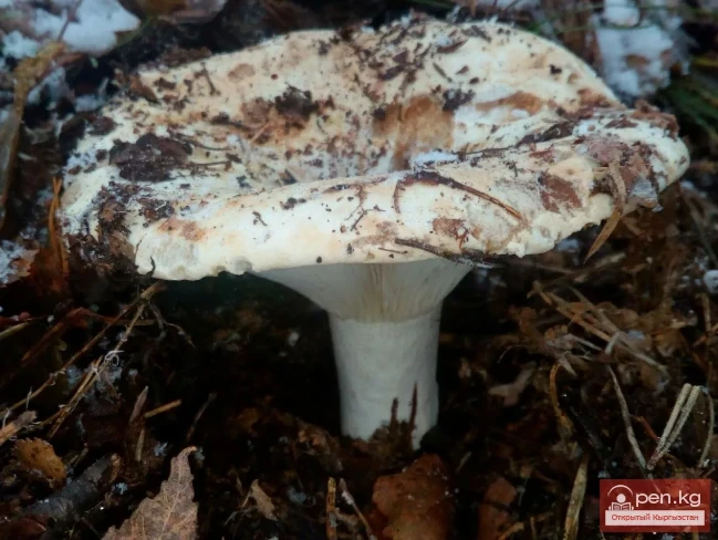 Дубалоо өсүмдүктөр Кыргызстанда