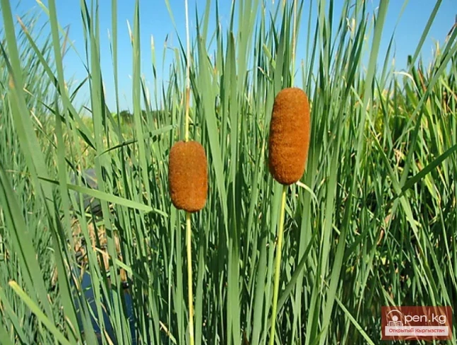 Дубалоо өсүмдүктөр Кыргызстанда