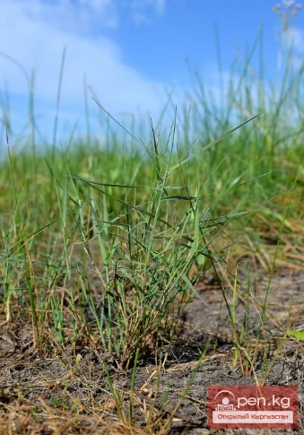 Дубалоо өсүмдүктөр Кыргызстанда