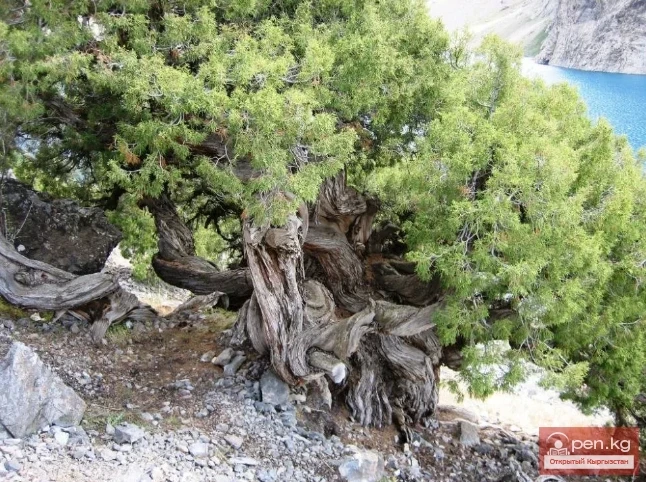 Дубалоо өсүмдүктөр Кыргызстанда