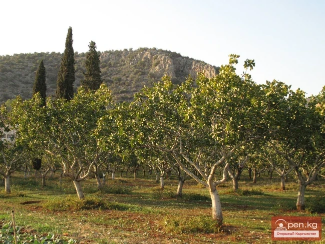 Дубалоо өсүмдүктөр Кыргызстанда