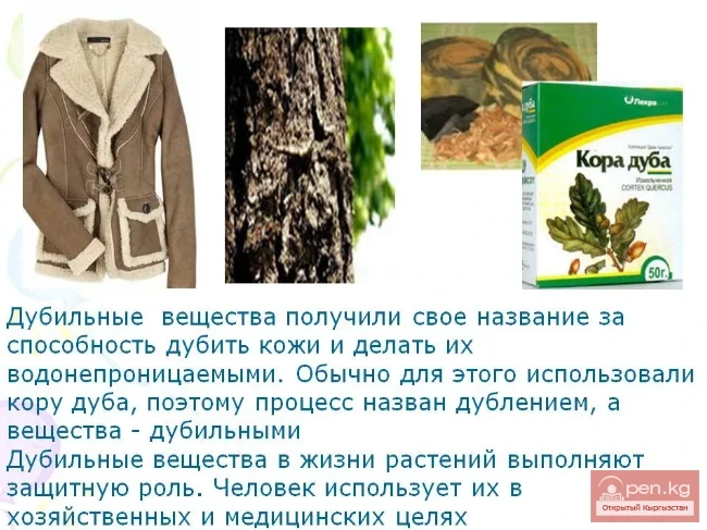 Tanning Plants of Kyrgyzstan