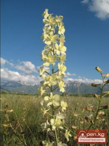  Insecticidal and rodenticidal plants of Kyrgyzstan