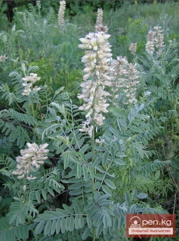  Insecticidal and rodenticidal plants of Kyrgyzstan