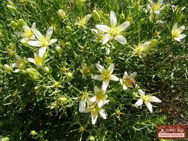  Insecticidal and rodenticidal plants of Kyrgyzstan