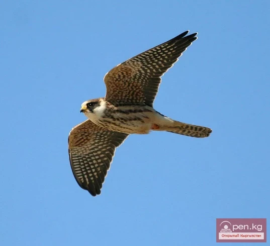 Kobchik – A Falcon Similar to the Red-footed Falcon