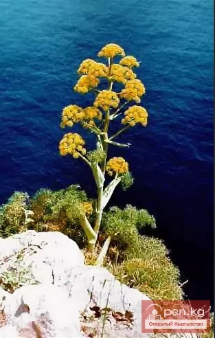 Смолоносные растения Кыргызстана