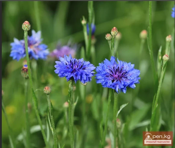 Кыргызстандын боёк өсімдүктөрү