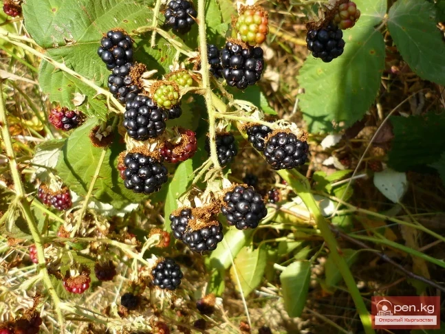 Кыргызстандын боёк өсүмдүктөрү