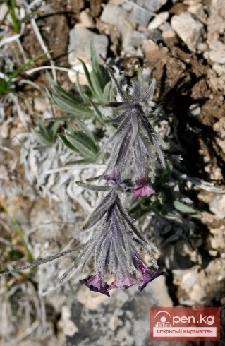 Кыргызстандын боёк өсүмдүктөрү