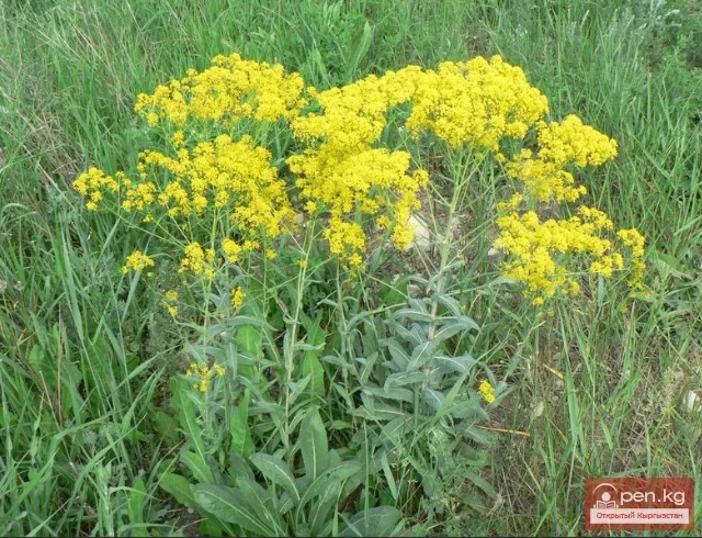 Кыргызстандын боёк өсүмдүктөрү