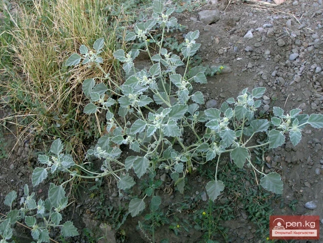 Кыргызстандын боёк өсүмдүктөрү