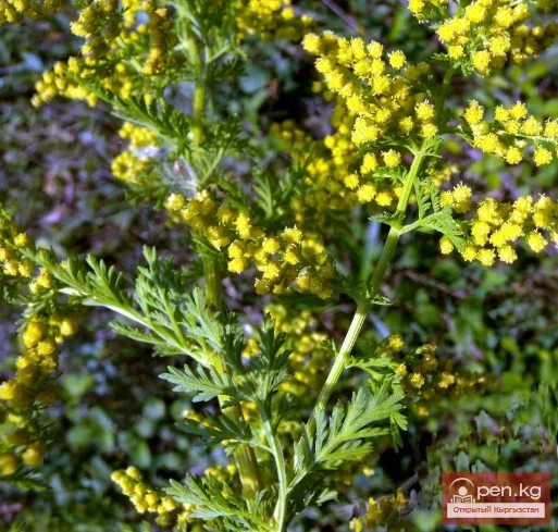 Кыргызстандын боёк өсүмдүктөрү