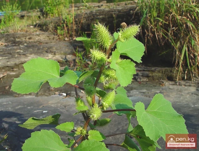 Кыргызстандын боёк өсүмдүктөрү