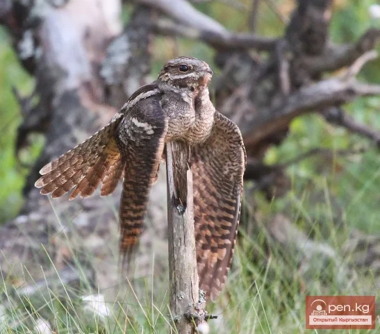 Козодой обыкновенный - Куш демейдеги