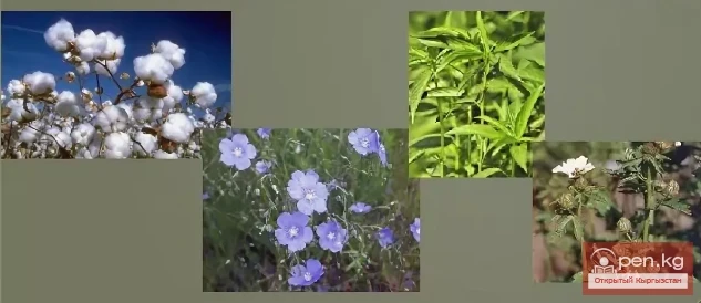 Fibrous Plants of Kyrgyzstan
