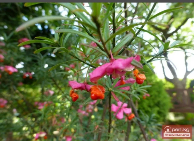 Гуттаперченосные растения Кыргызстана