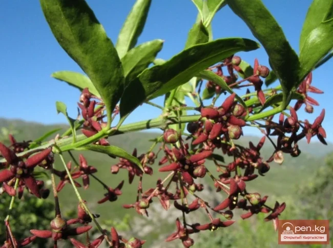 Гуттаперченосные растения Кыргызстана
