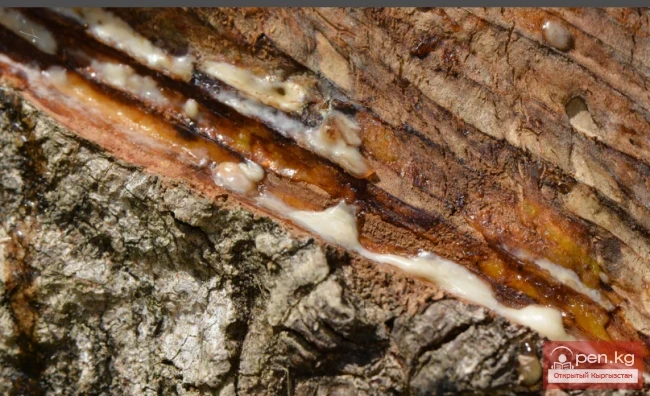 Guttapercha Plants of Kyrgyzstan