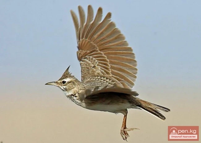 Жаворонок хохлатый - Кит торгой