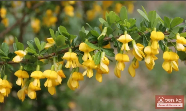 Decorative honey plants and perganos of Kyrgyzstan.
