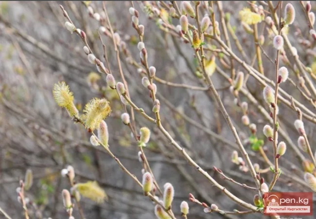 Decorative honey plants and perganos of Kyrgyzstan.