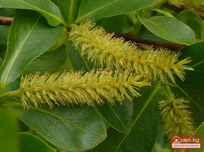Decorative honey plants and perganos of Kyrgyzstan.
