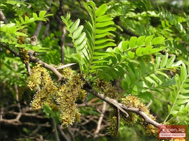 Decorative honey plants and perganos of Kyrgyzstan.