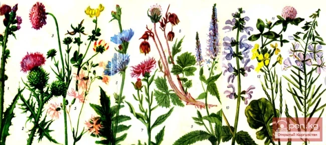 Медоносы лесов, лугов и зарослей кустарников Кыргызстана. Часть-1