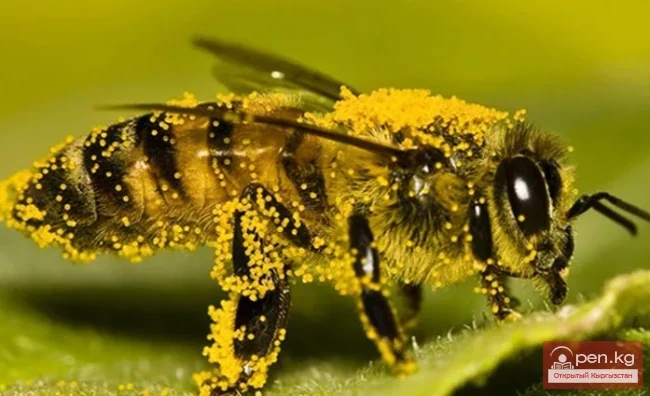 Кыргызстандын декоративдик бал чиркегичтери жана перганостору.