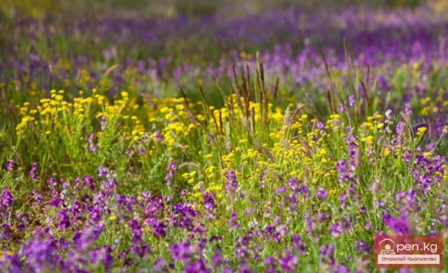 Медоносы лесов, лугов и зарослей кустарников Кыргызстана. Часть-2