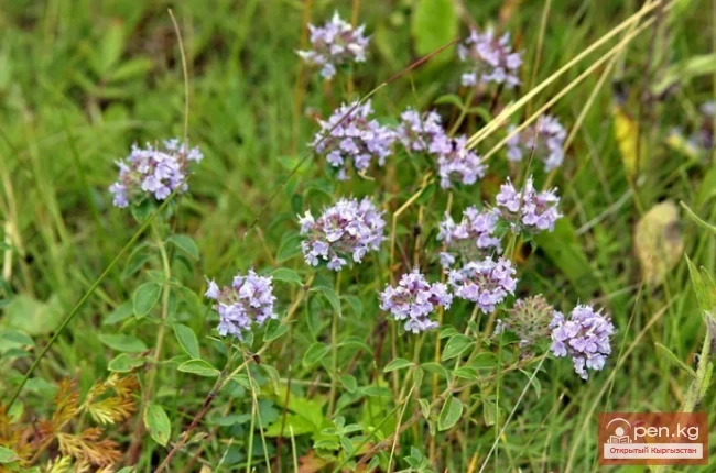 Кыргызстандын чөлдөрүнүн, жарым чөлдөрүнүн жана талааларынын медонос жана перганос өсүмдүктөрү