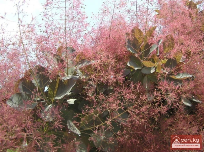 Кыргызстандын чөлдөрүнүн, жарым чөлдөрүнүн жана талааларынын медонос жана перганос өсүмдүктөрү